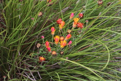 Drosanthemum flavum (Drosanthemum flavum)