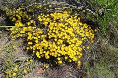 Drosanthemum flavum (Drosanthemum flavum)