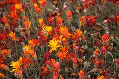Drosanthemum flavum (Drosanthemum flavum)