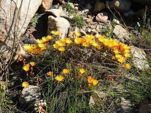 Drosanthemum flavum (Drosanthemum flavum)