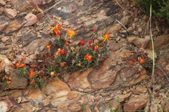 Drosanthemum flavum (Drosanthemum flavum)