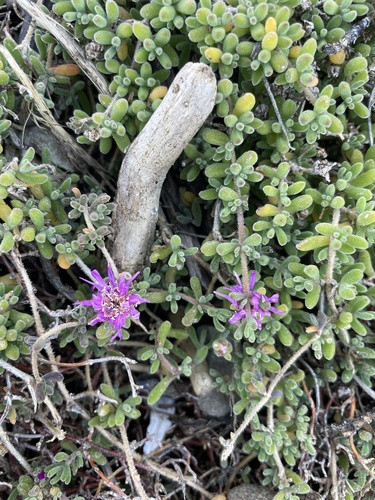 Showy dewflower (Drosanthemum floribundum)