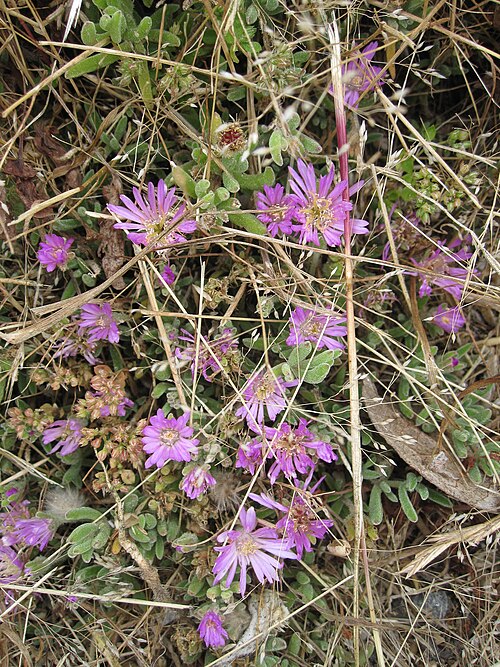Showy dewflower: Drosanthemum floribundum