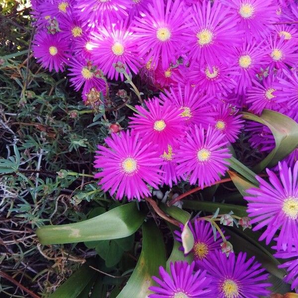 Showy dewflower (Drosanthemum floribundum)
