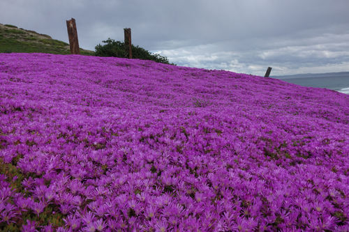 Showy dewflower