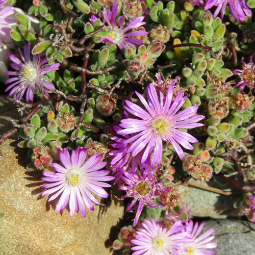 Showy dewflower (Drosanthemum floribundum)