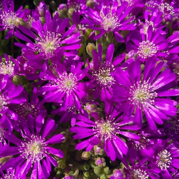 Showy dewflower (Drosanthemum floribundum)