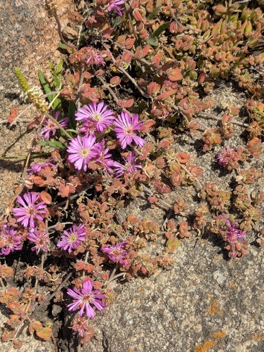 Showy dewflower (Drosanthemum floribundum)