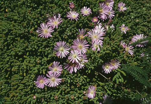 Showy dewflower: Drosanthemum floribundum , Mittagsblumengewächse (Aizoaceae) - USA, Kalifornien/California: Point Reyes National Seashore