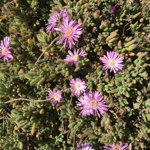 Showy dewflower (Drosanthemum floribundum)