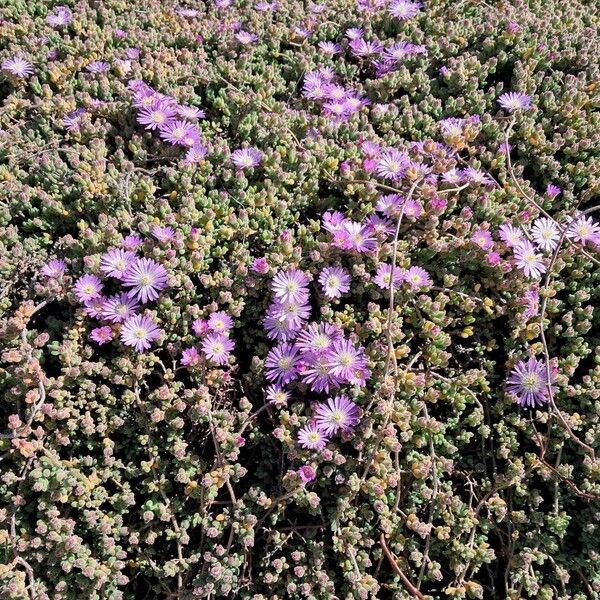 Showy dewflower (Drosanthemum floribundum)