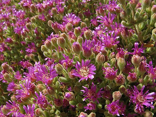 Showy dewflower: South Africa. October 2009 Photo by Andrey Sochivko