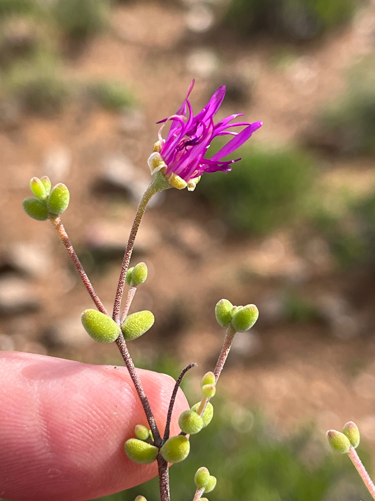 Drosanthemum globosum (Drosanthemum globosum)