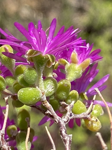 Drosanthemum globosum (Drosanthemum globosum)