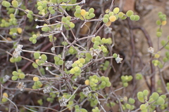 Drosanthemum globosum (Drosanthemum globosum)