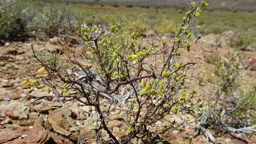 Drosanthemum globosum (Drosanthemum globosum)