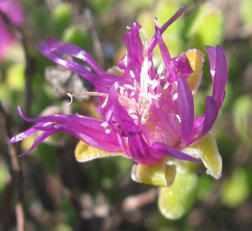 Drosanthemum globosum (Drosanthemum globosum)