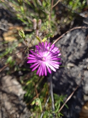 Drosanthemum gracillimum (Drosanthemum gracillimum)