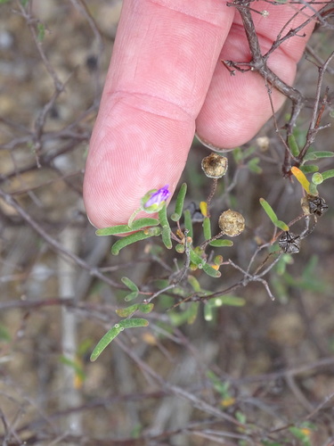 Drosanthemum gracillimum (Drosanthemum gracillimum)