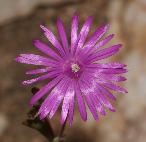 Drosanthemum gracillimum (Drosanthemum gracillimum)