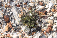 Drosanthemum gracillimum (Drosanthemum gracillimum)