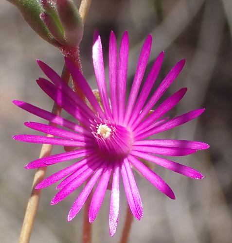 Drosanthemum gracillimum (Drosanthemum gracillimum)