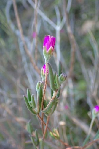 Drosanthemum gracillimum (Drosanthemum gracillimum)