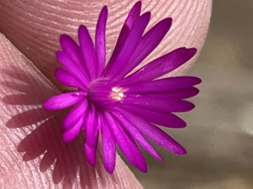 Drosanthemum gracillimum (Drosanthemum gracillimum)
