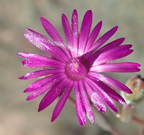 Drosanthemum gracillimum (Drosanthemum gracillimum)