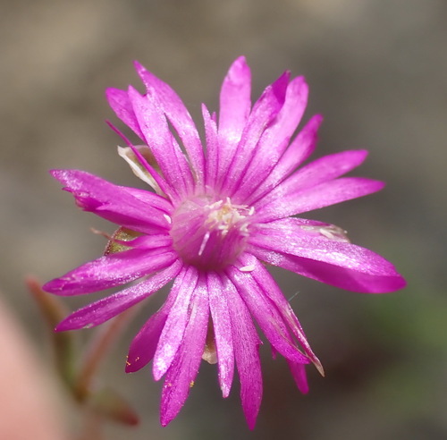 Drosanthemum gracillimum (Drosanthemum gracillimum)