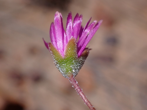 Drosanthemum gracillimum (Drosanthemum gracillimum)