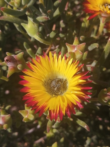 Drosanthemum hallii (Drosanthemum hallii)