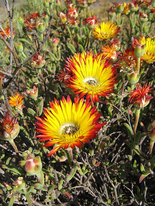 Drosanthemum hallii: Drosanthemum hallii
