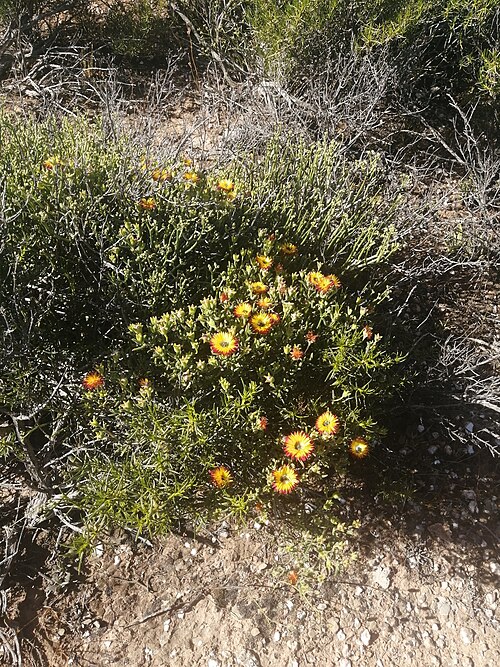 Drosanthemum hallii: Drosanthemum hallii