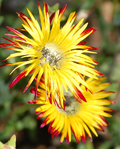 Drosanthemum hallii (Drosanthemum hallii)