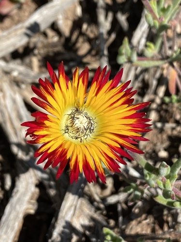 Drosanthemum hallii (Drosanthemum hallii)
