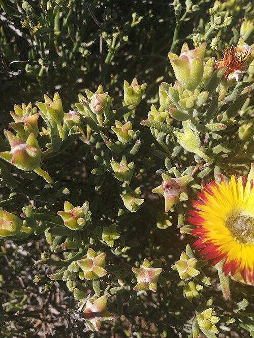 Drosanthemum hallii: Drosanthemum hallii