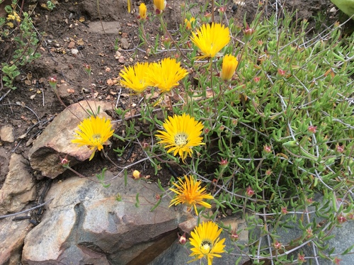 Drosanthemum hallii (Drosanthemum hallii)