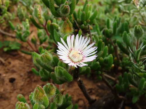 Drosanthemum hispifolium (Drosanthemum hispifolium)