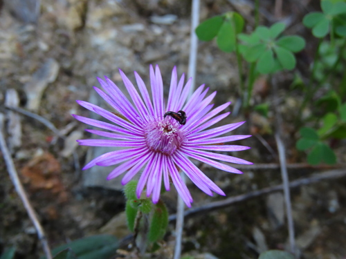 Drosanthemum hispifolium (Drosanthemum hispifolium)