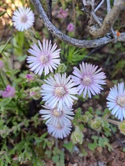 Drosanthemum hispifolium (Drosanthemum hispifolium)