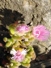 Drosanthemum hispifolium (Drosanthemum hispifolium)