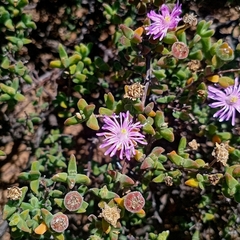 Drosanthemum jamesii (Drosanthemum jamesii)
