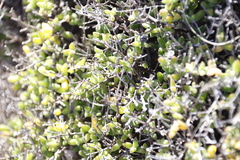 Drosanthemum parvifolium (Drosanthemum parvifolium)