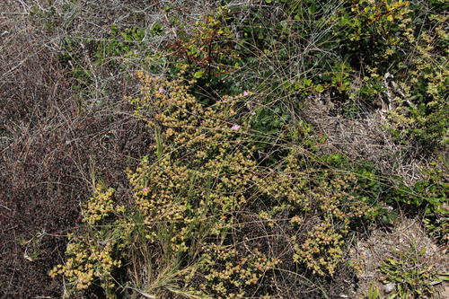 Drosanthemum parvifolium (Drosanthemum parvifolium)