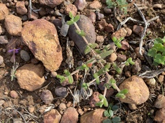 Drosanthemum parvifolium (Drosanthemum parvifolium)