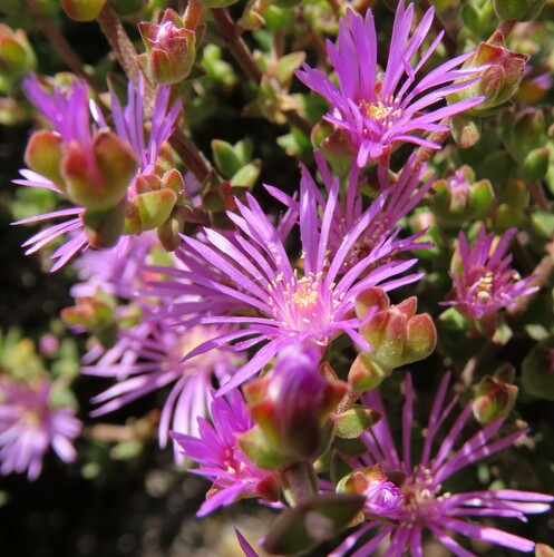 Drosanthemum parvifolium (Drosanthemum parvifolium)