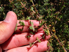 Drosanthemum parvifolium (Drosanthemum parvifolium)