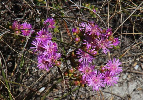 Drosanthemum parvifolium (Drosanthemum parvifolium)