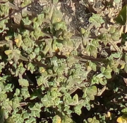 Drosanthemum parvifolium (Drosanthemum parvifolium)